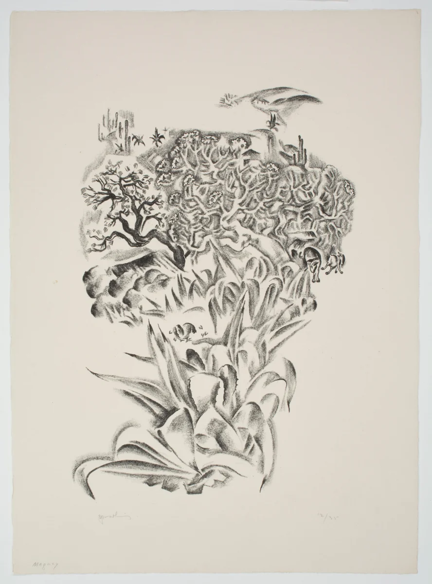 Maguey (Ajutchitlan)